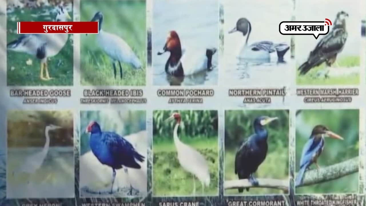 बर्ड फेस्टिवल