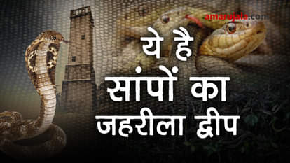 ALL ABOUT Brazil's 'Snake Island' Ilha da Queimada Grande SPECIAL STORY