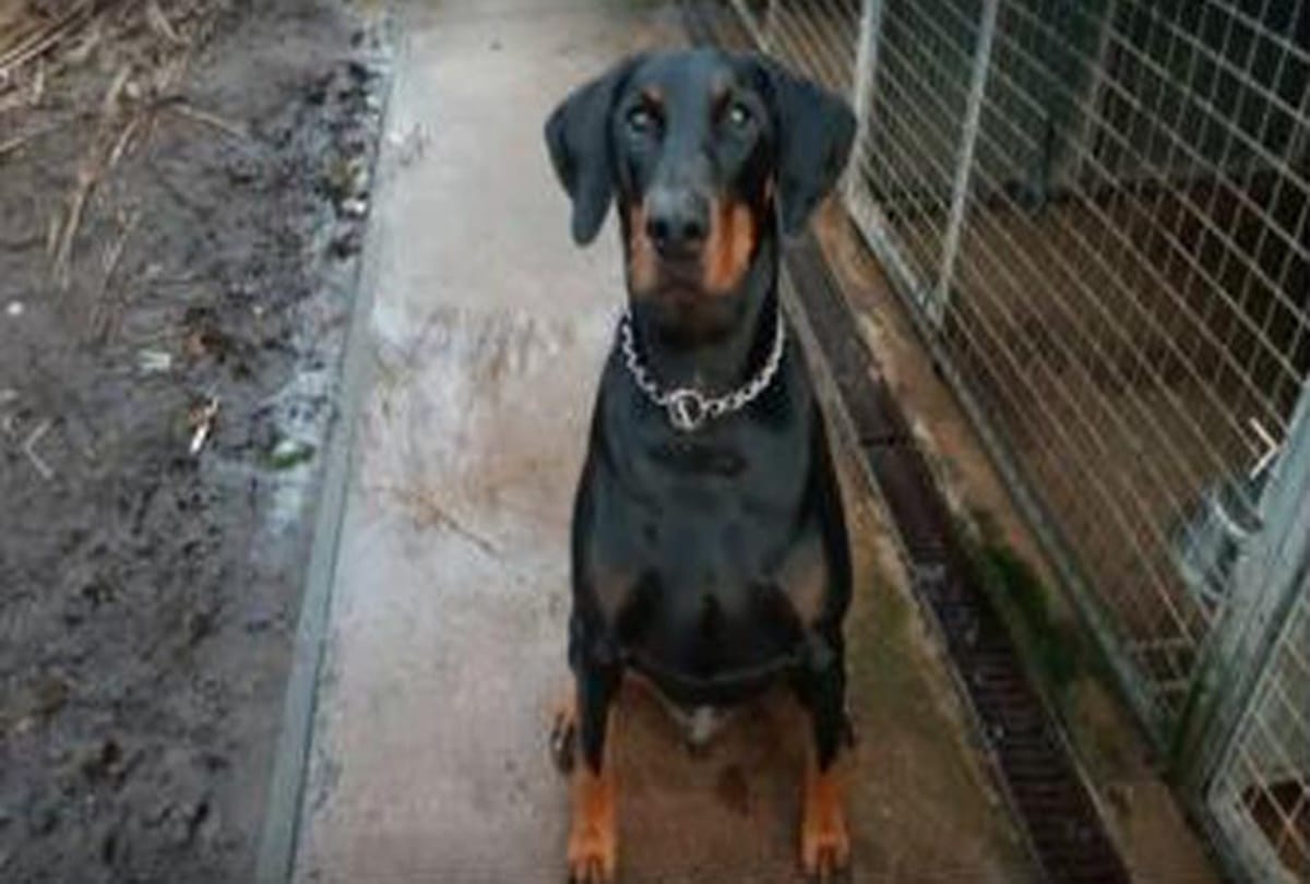 Incredible journey of a missing dog to find his master