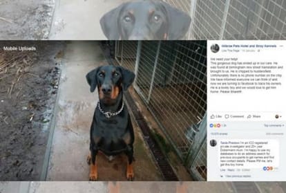 Incredible journey of a missing dog to find his master