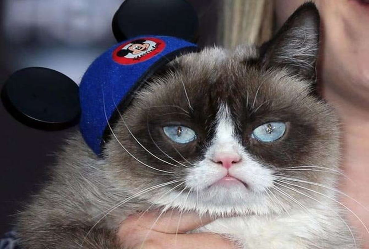 Cat Wins five crore In A Court Case 