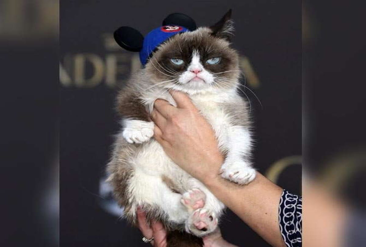 Clone made by a young man unhappy with the death of a pet cat in China