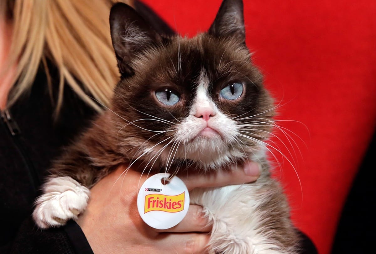 Cat Wins five crore In A Court Case 