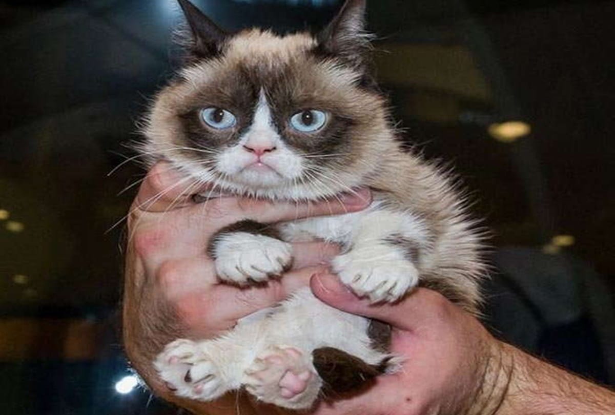 Cat Wins five crore In A Court Case 