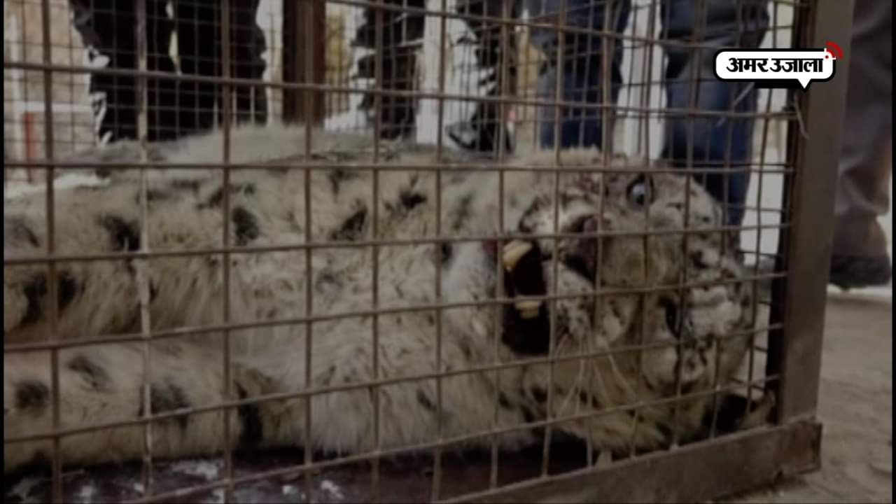 स्नो लेपर्ड