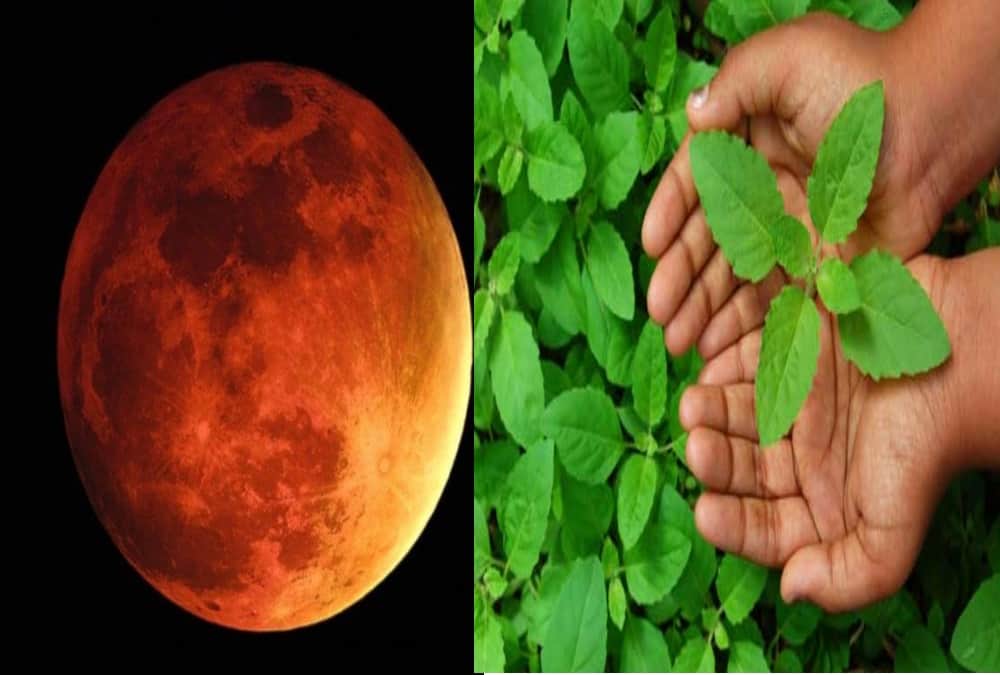 Tulsi importance during lunar eclipse on 31 january