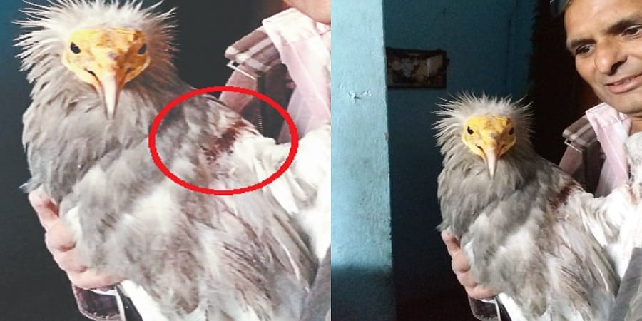 Rare vulture got injured in chinese manjha