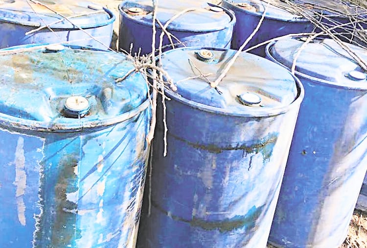 hp govt in planning to legalise cedar oil tapping