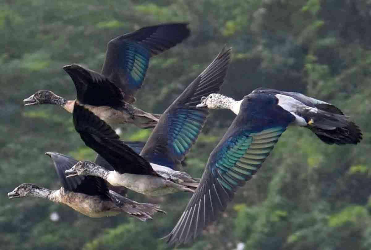 wildlife zoo kanpur for wildlife lovers