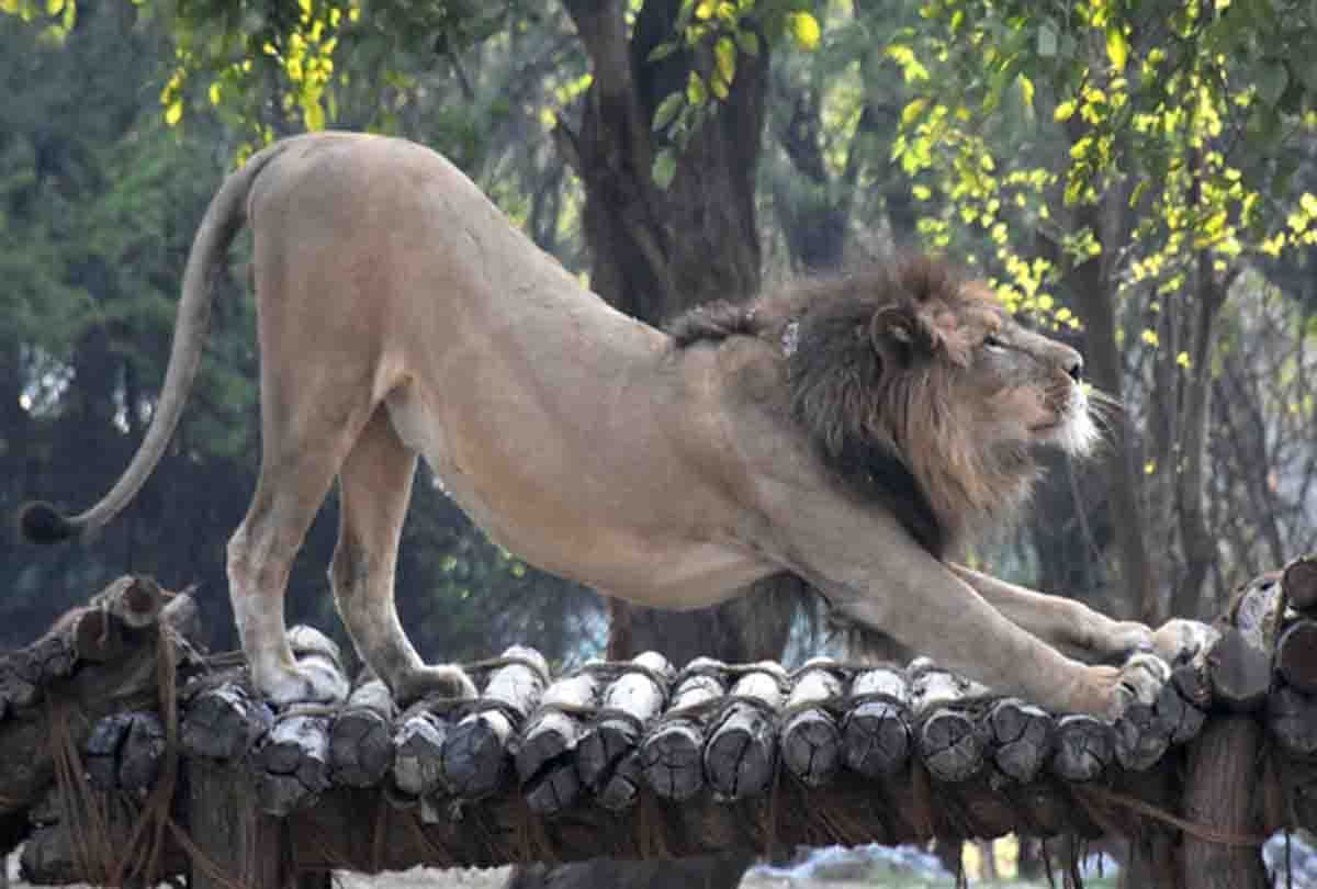 wildlife zoo kanpur for wildlife lovers