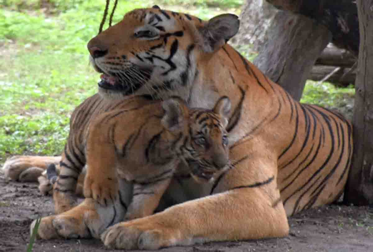 wildlife zoo kanpur for wildlife lovers