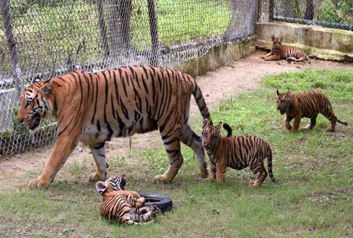 wildlife zoo kanpur for wildlife lovers