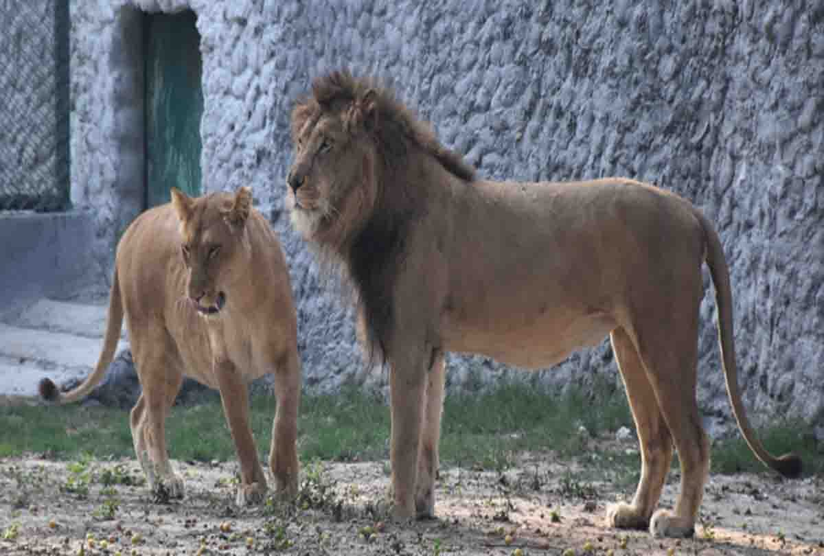 wildlife zoo kanpur for wildlife lovers