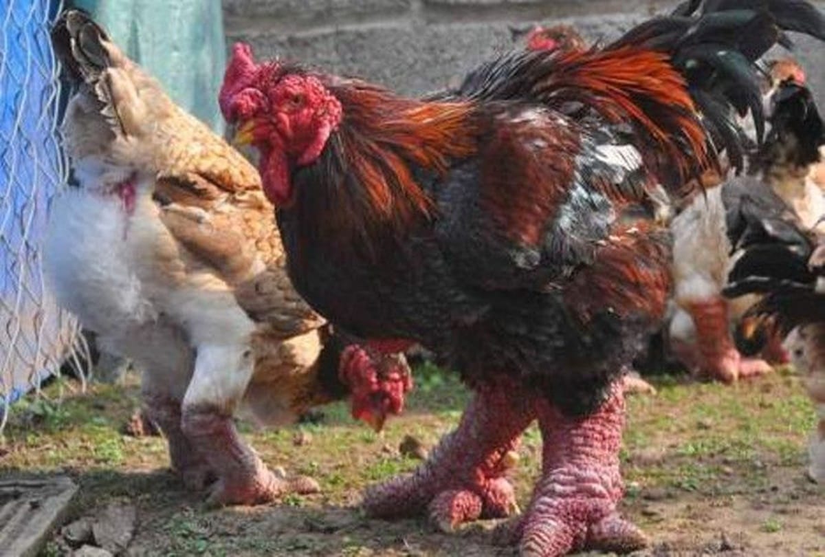 Never see such a thick legged chicken called dong tao and found in vietnam