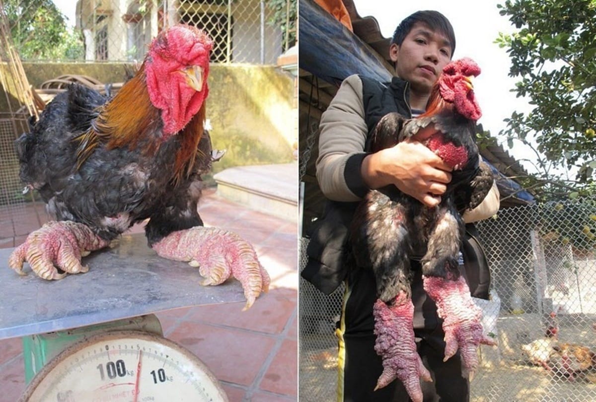 Never see such a thick legged chicken called dong tao and found in vietnam