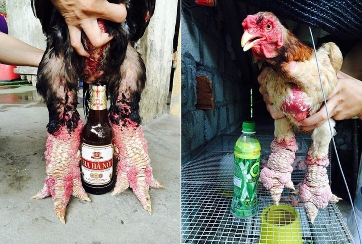 Never see such a thick legged chicken called dong tao and found in vietnam