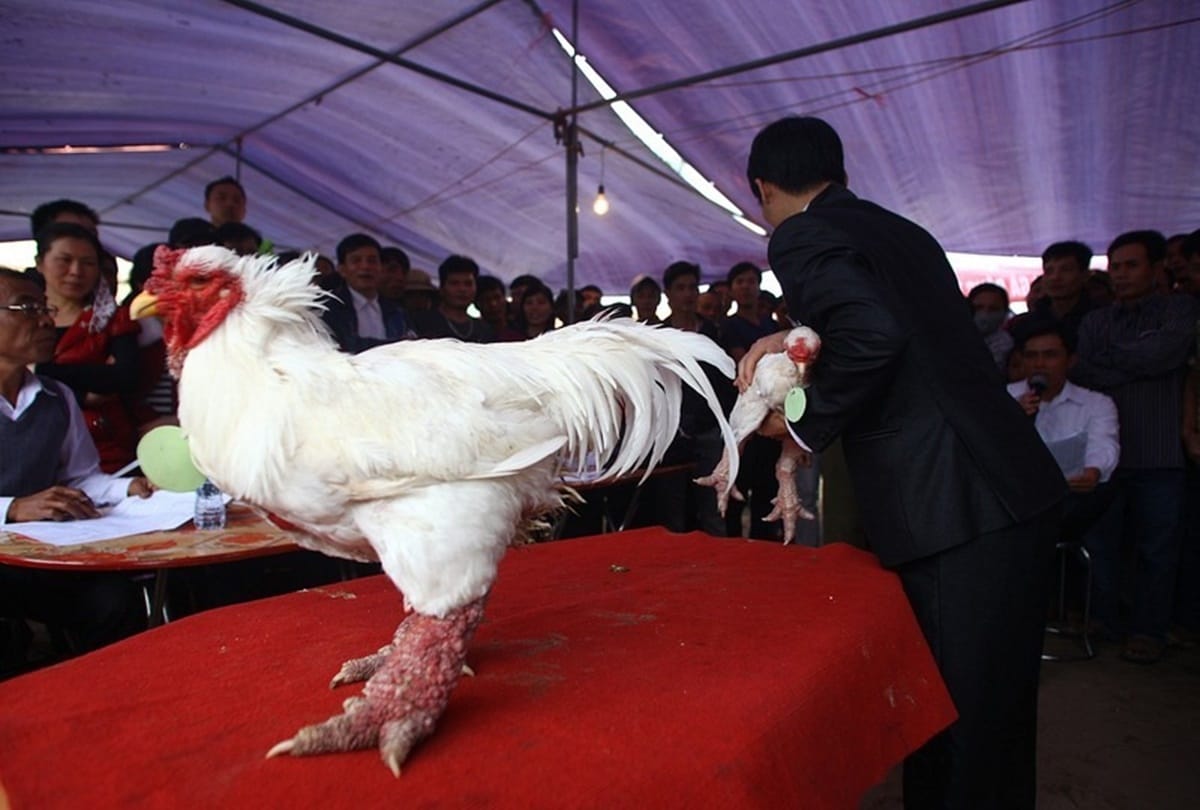 Never see such a thick legged chicken called dong tao and found in vietnam