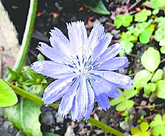 Initiative for protection of medicinal plants