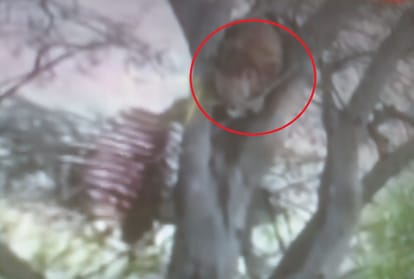 rajasthan jaipur panther hunt down wild cow in jhalana leopard safari 