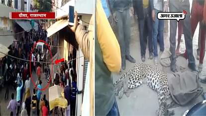 A LEOPARD ATTACKED BY VILLAGERS IN RAJASTHAN