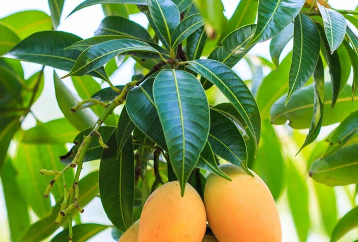 fruit leaf benefits in hindi, guava and papaya leaves benefits for health