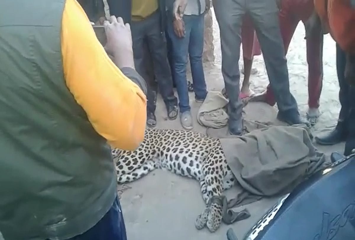 rajasthan dausa panther been attacked by villagers in lalsot town near jaipur 