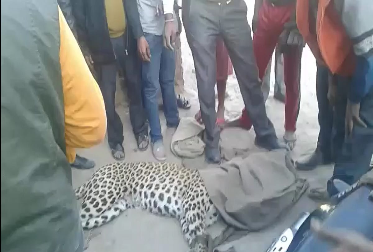 rajasthan dausa panther been attacked by villagers in lalsot town near jaipur 