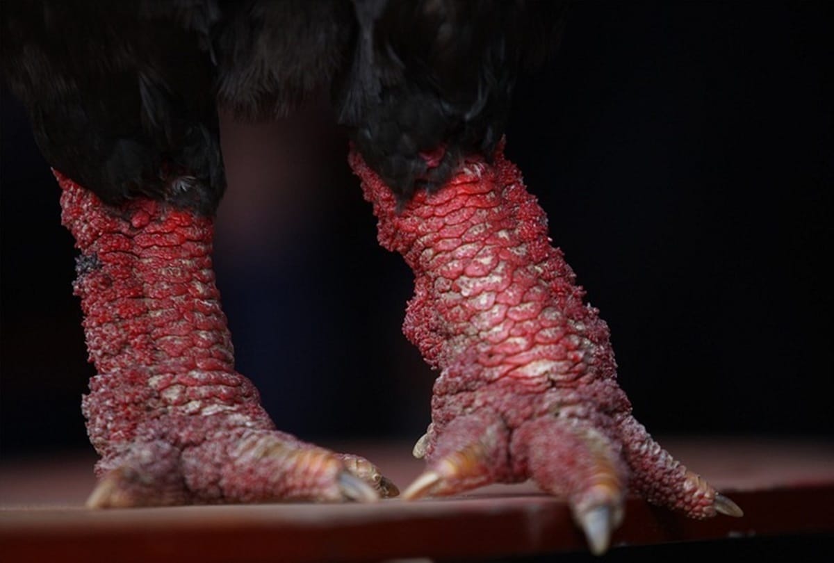 Never see such a thick legged chicken called dong tao and found in vietnam