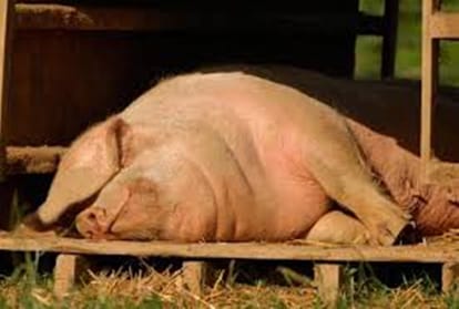 shocking truth revealed why China needs British pig military 