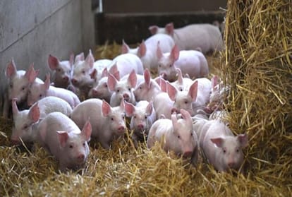shocking truth revealed why China needs British pig military 