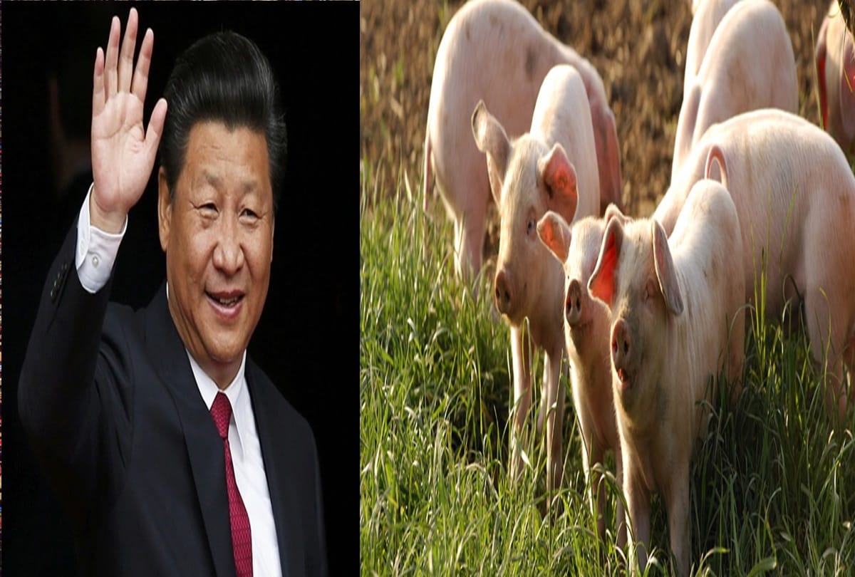 shocking truth revealed why China needs British pig military 