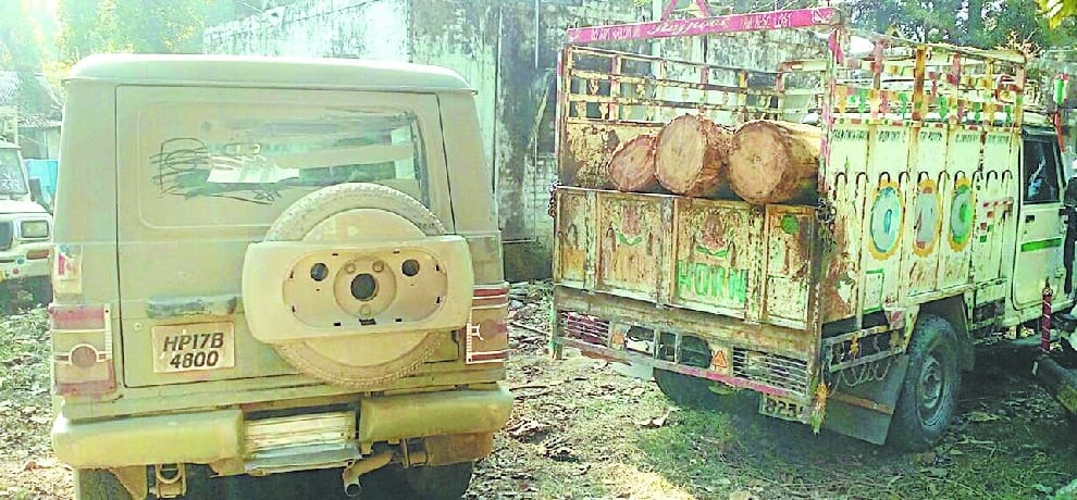 हथियार से लैस वन काटुओं ने काट डाले साल के हरे पेड़