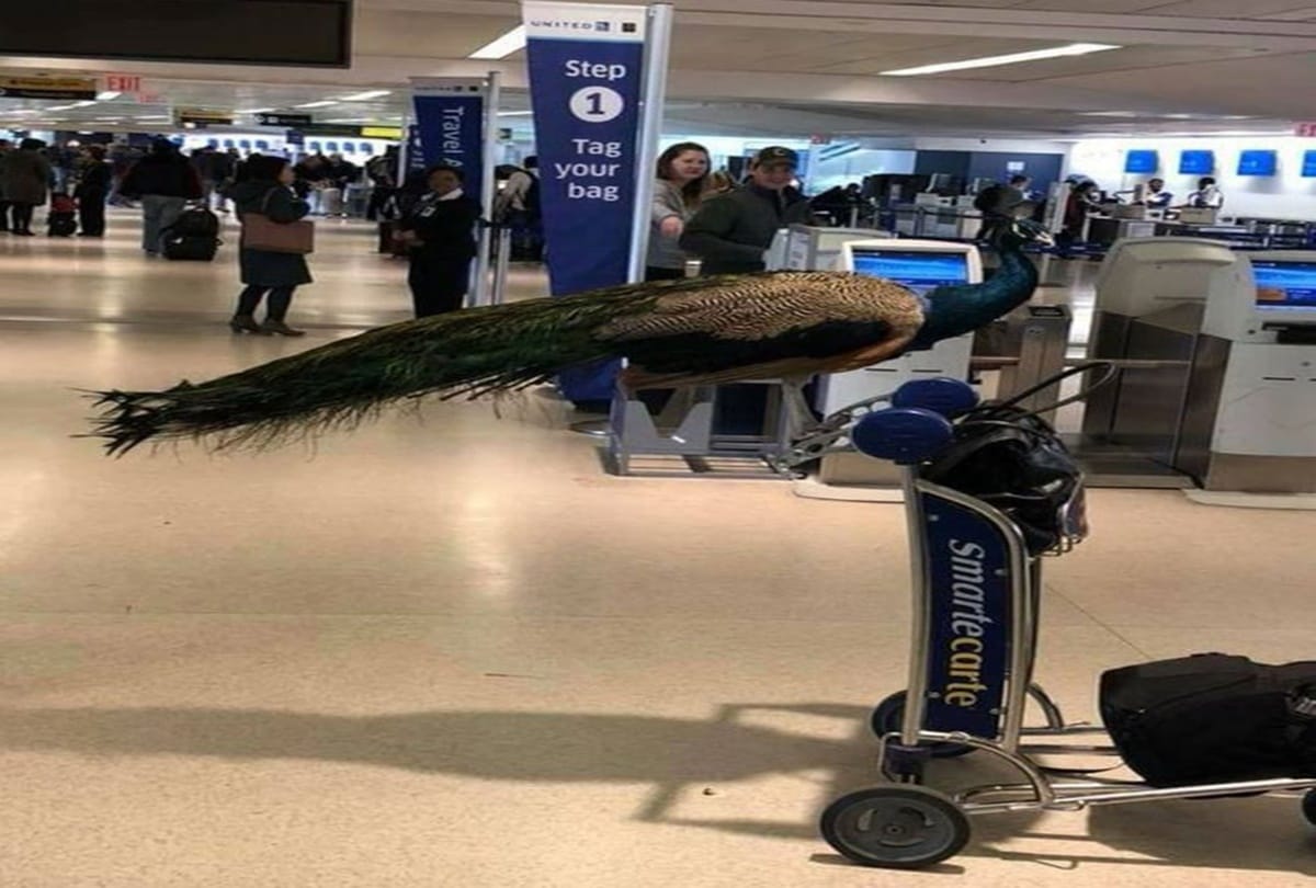 United Airlines stopped a woman for she's was going with a Peacock