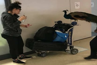 United Airlines stopped a woman for she's was going with a Peacock