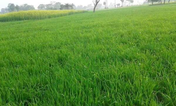 illegal capture on ramsar jone land