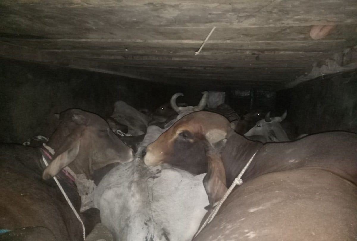 Cow smuggler arrested in bewar ajmer
