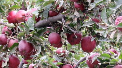 budget 2018- Relief to farmers Operation Green will Launch but hopeless apple gardeners 