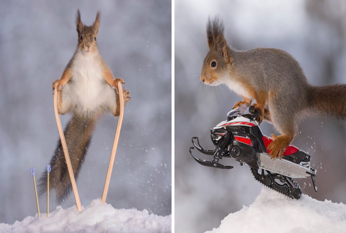 The winter olympic sports games for squirrels 