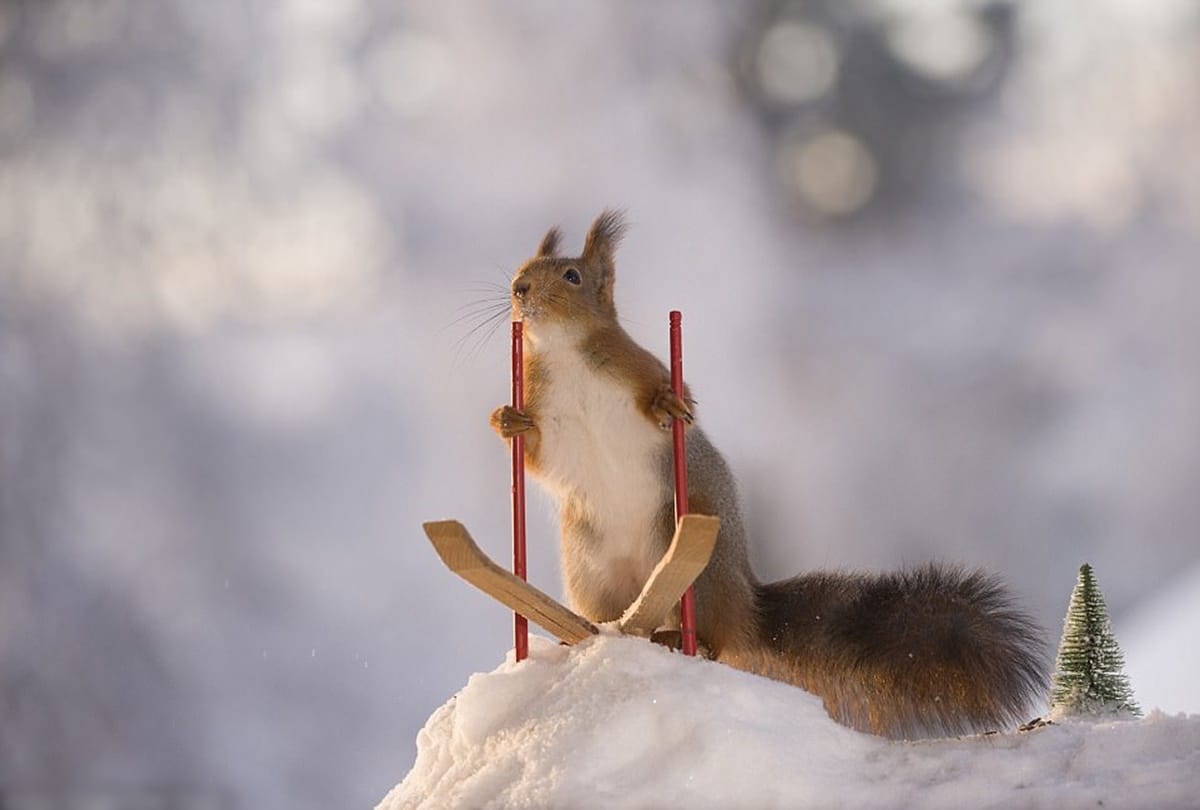 The winter olympic sports games for squirrels 