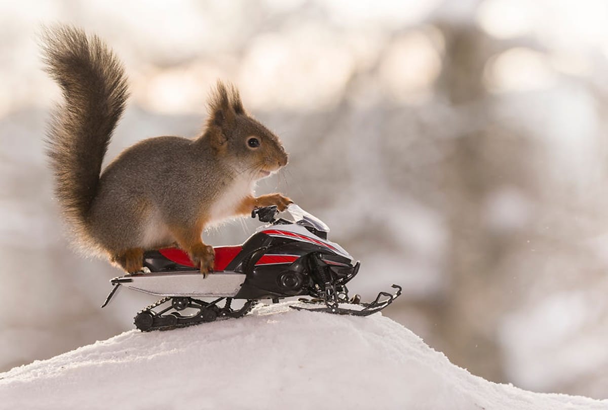The winter olympic sports games for squirrels 