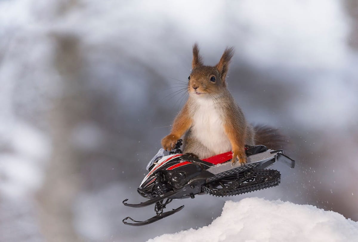 The winter olympic sports games for squirrels 