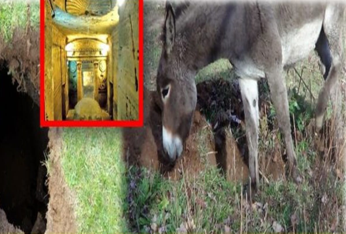 Find the mysterious world just because of A donkey 