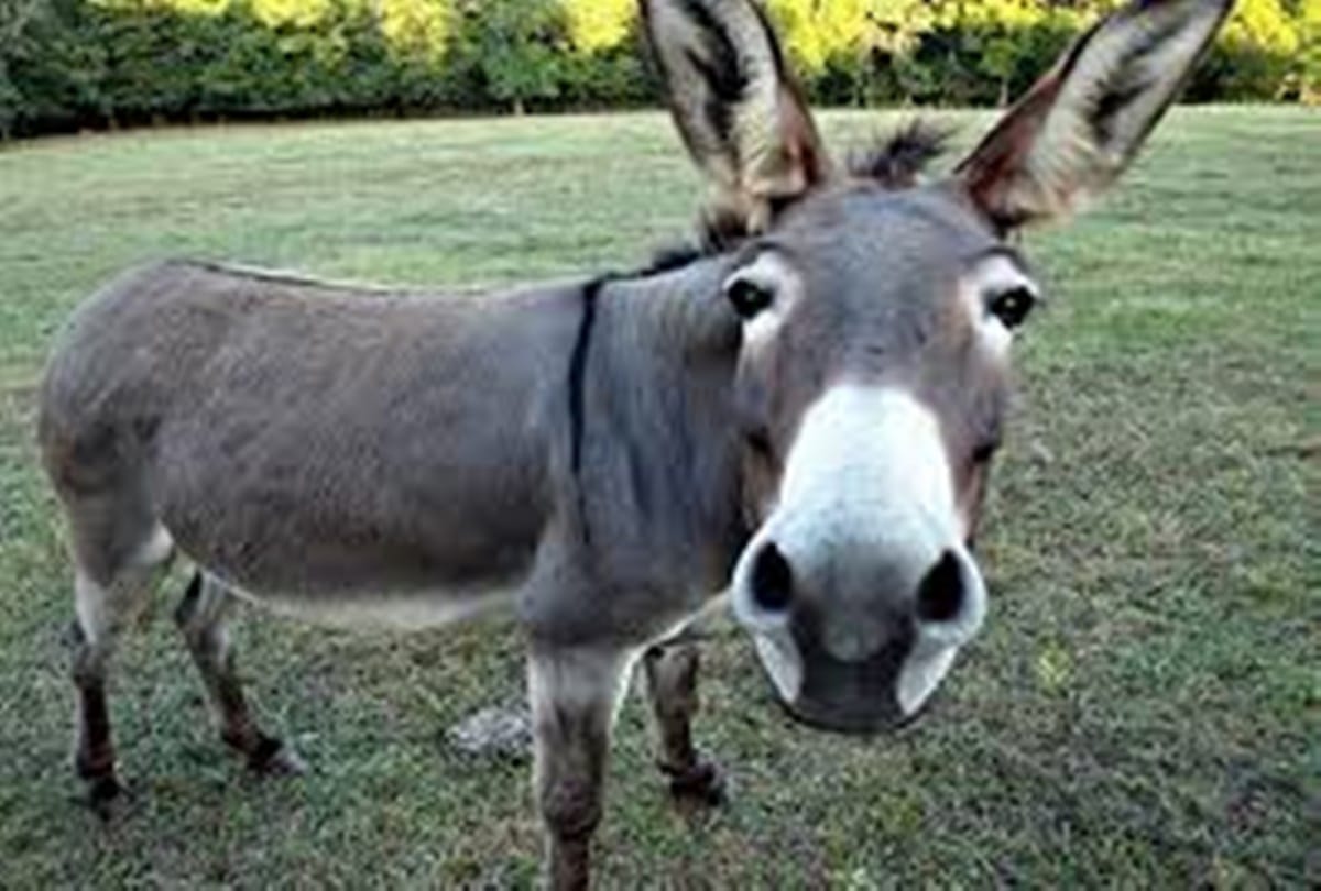 Find the mysterious world just because of A donkey 