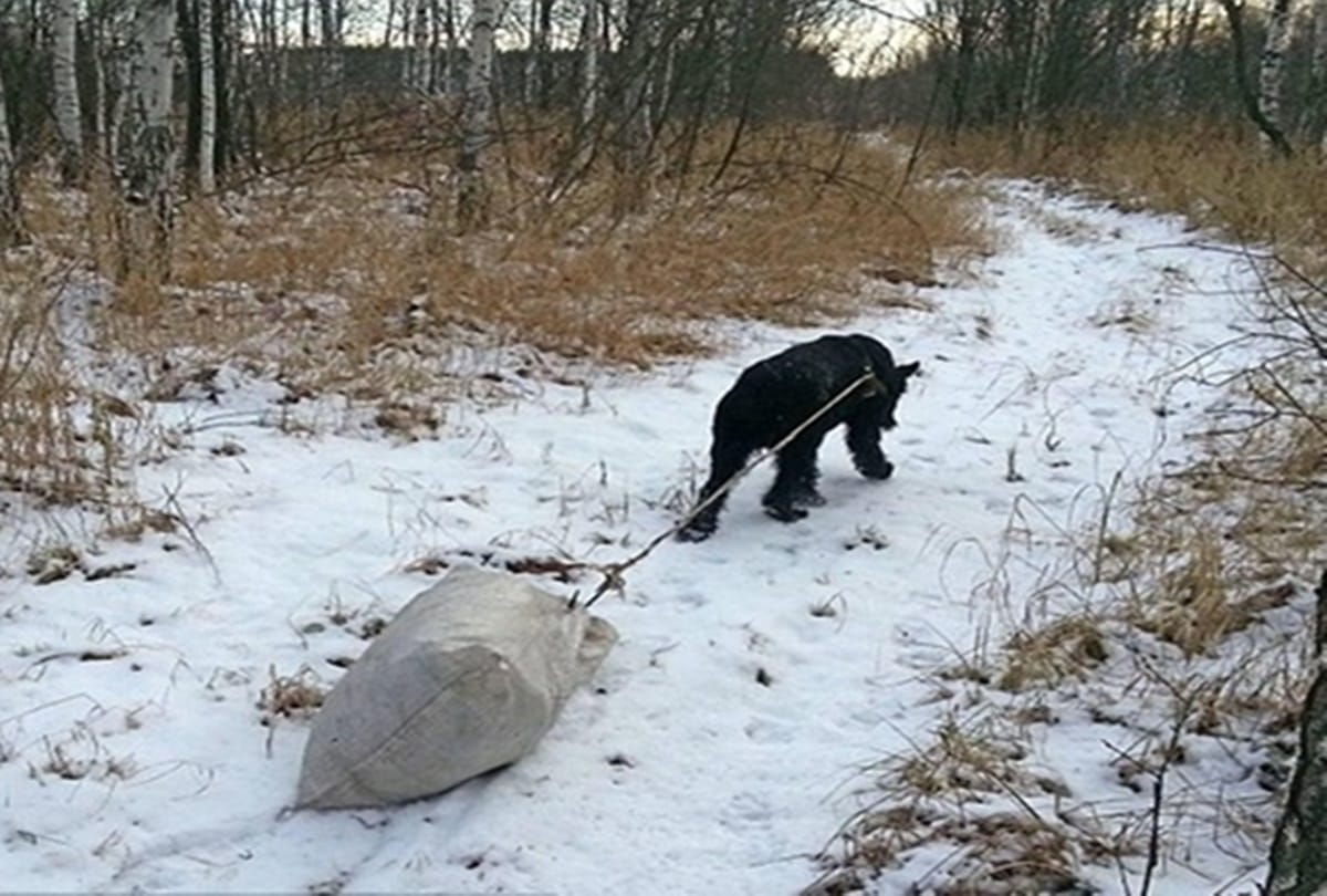 Here is the Worlds Most trained dog