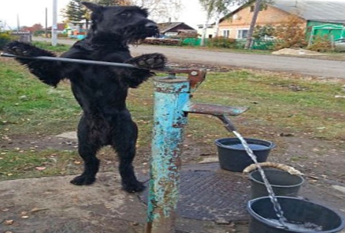 Here is the Worlds Most trained dog