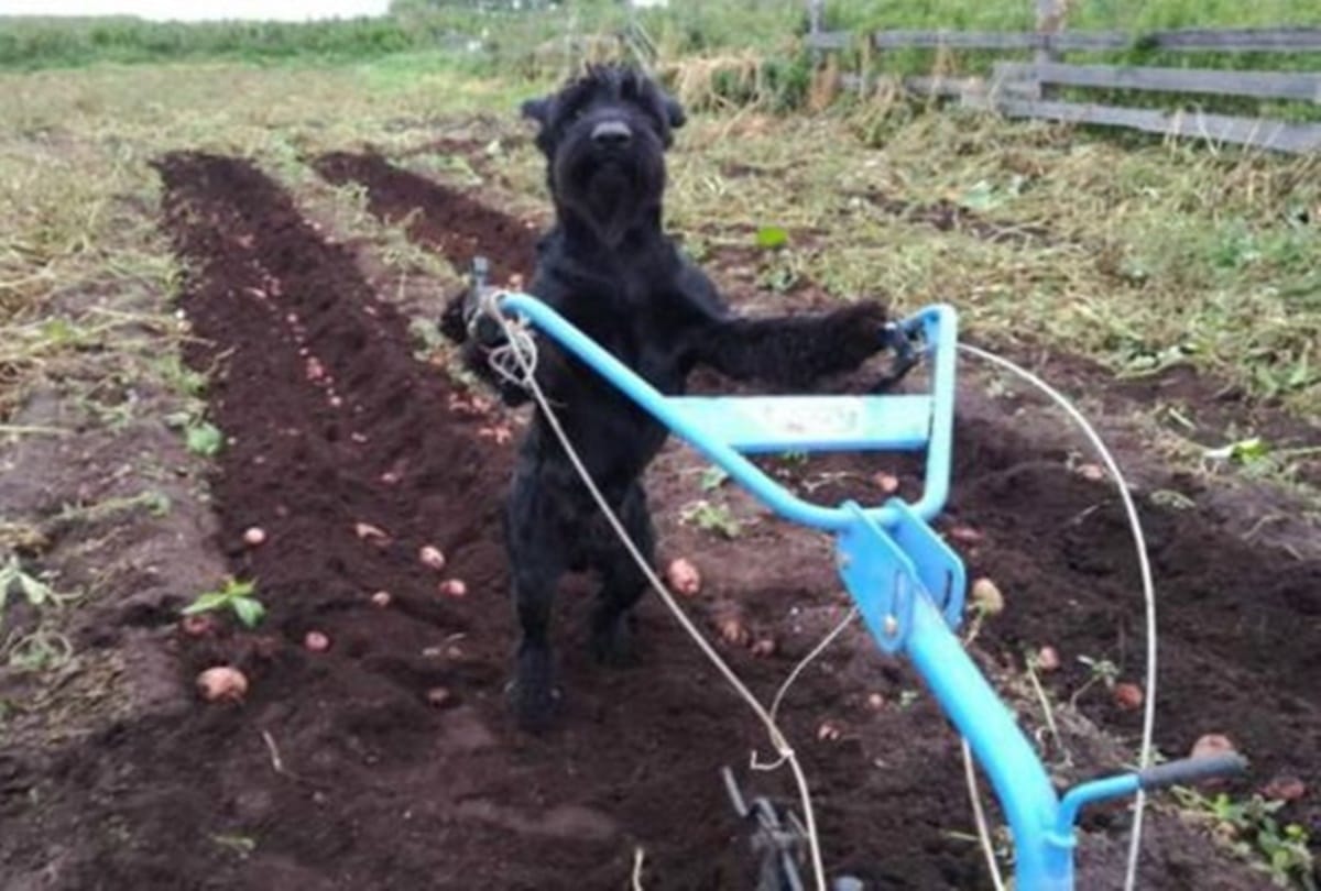 Here is the Worlds Most trained dog