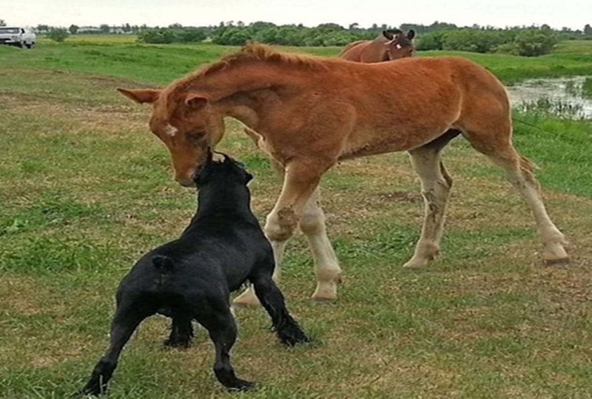 Here is the Worlds Most trained dog