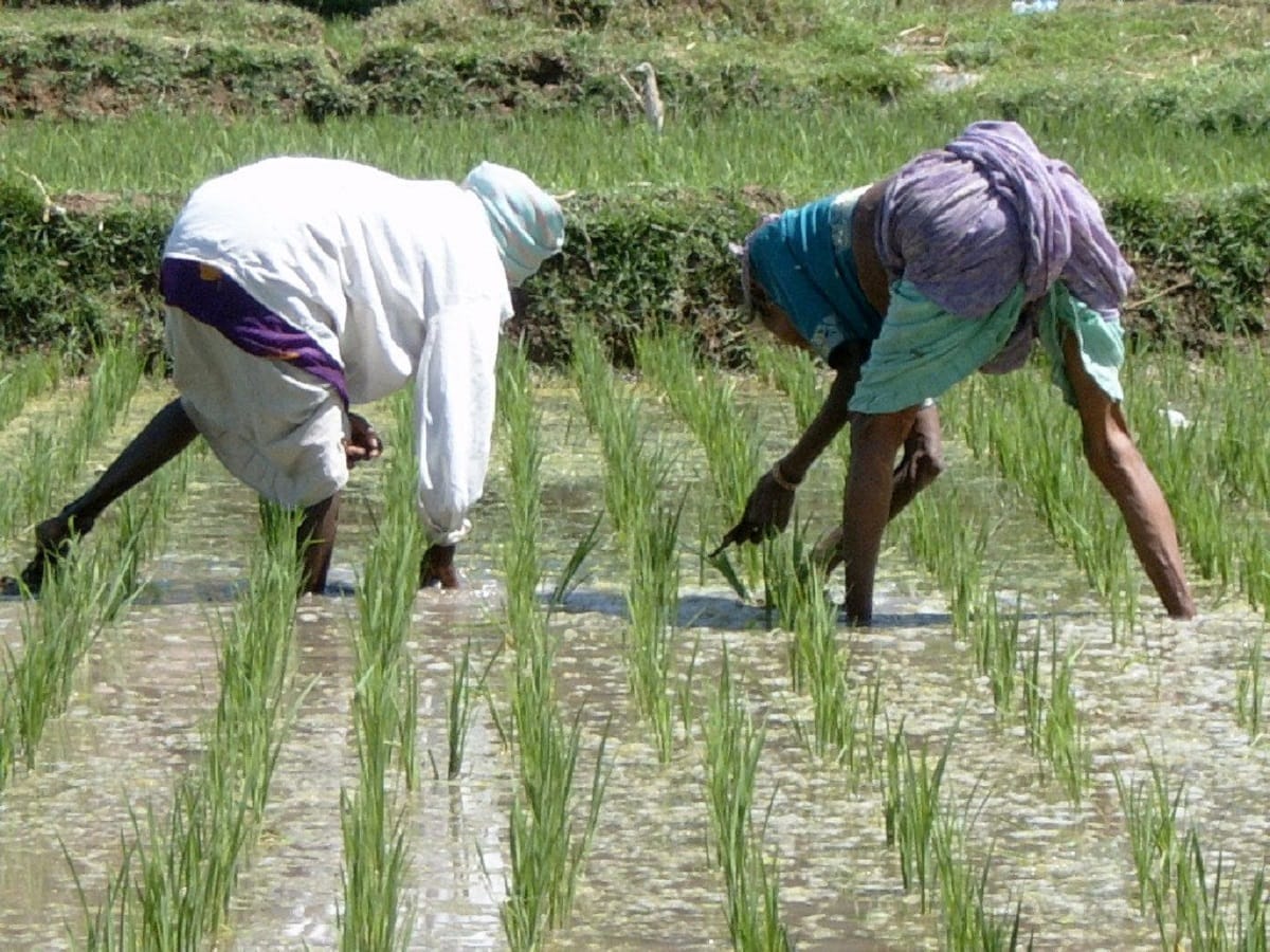 Union Budget 2018: Agriculture and Farmers get penny relief in this budget