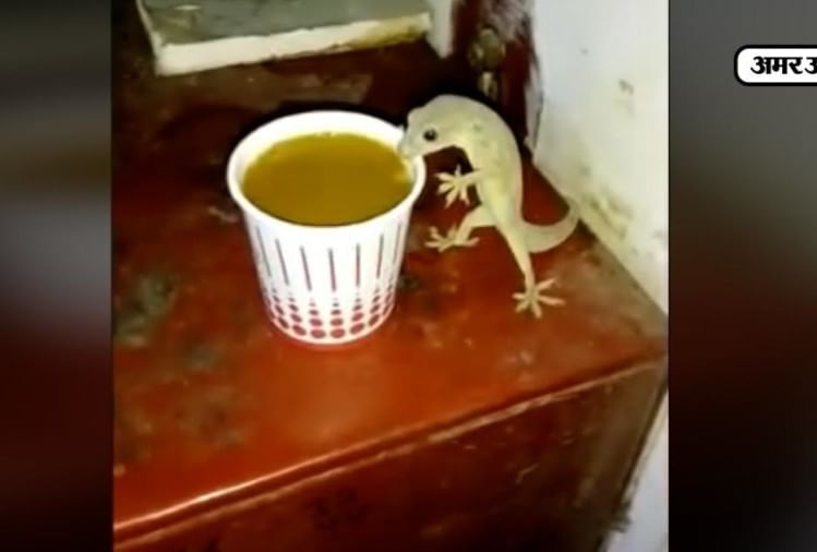 सावधान कहीं आपकी चाय से चुस्कियां छिपकली तो नहीं ले रही Viral Video