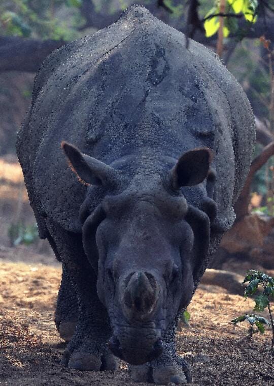 only Rhinoceros of lucknow zoo died on friday